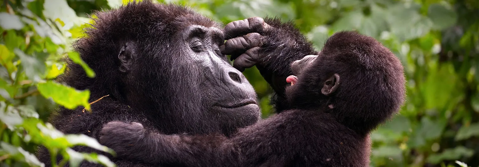 banner-top--cruise-shore-excursions-worth-every-penny-cruise-1